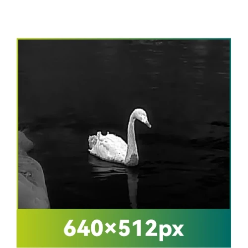 Czarno-białe zdjęcie przedstawia łabędzia płynącego po ciemnej wodzie, uchwyconego za pomocą monokularu termowizyjnego. Łabędź jest wyraźnie widoczny na tle ciemnego otoczenia, co podkreśla kontrast termowizyjny.